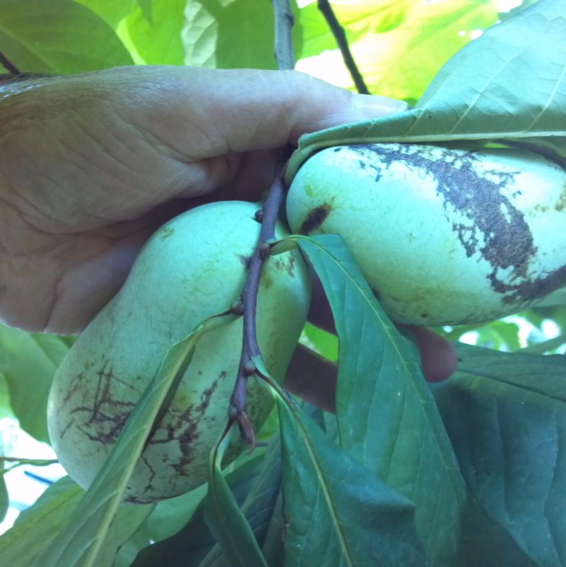 PawPaw Tree