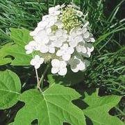 Alice Oakleaf Hydrangea