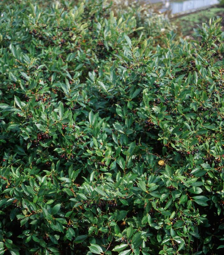 Iroquois Beauty™ Black Chokeberry
