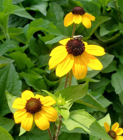 Blackjack Gold Black-eyed Susan