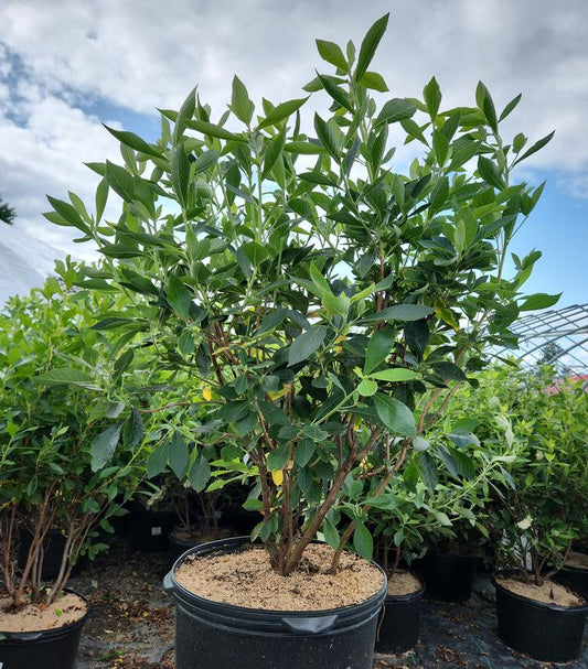 Summer Sweet (Clethra Alnifolia)