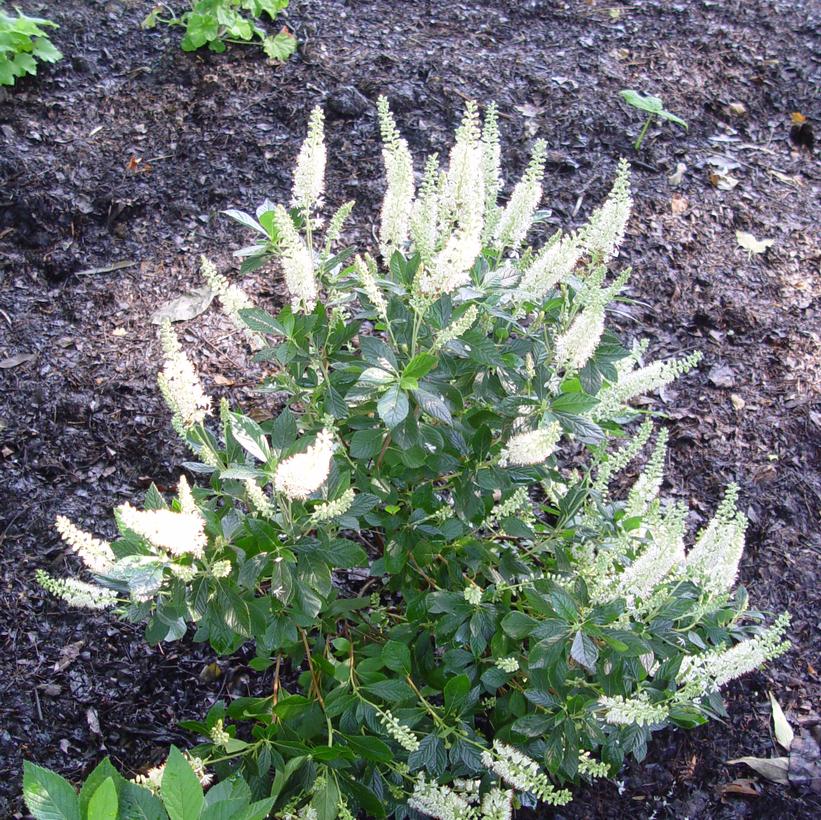 Summer Sweet (Clethra Alnifolia)