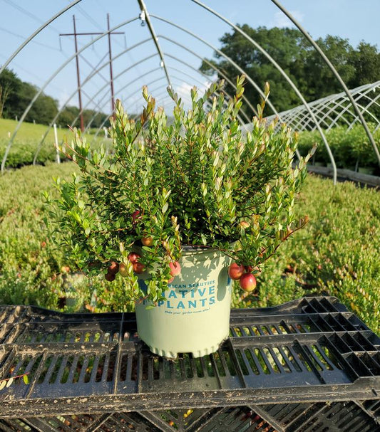 Pilgrim Cranberry Bush