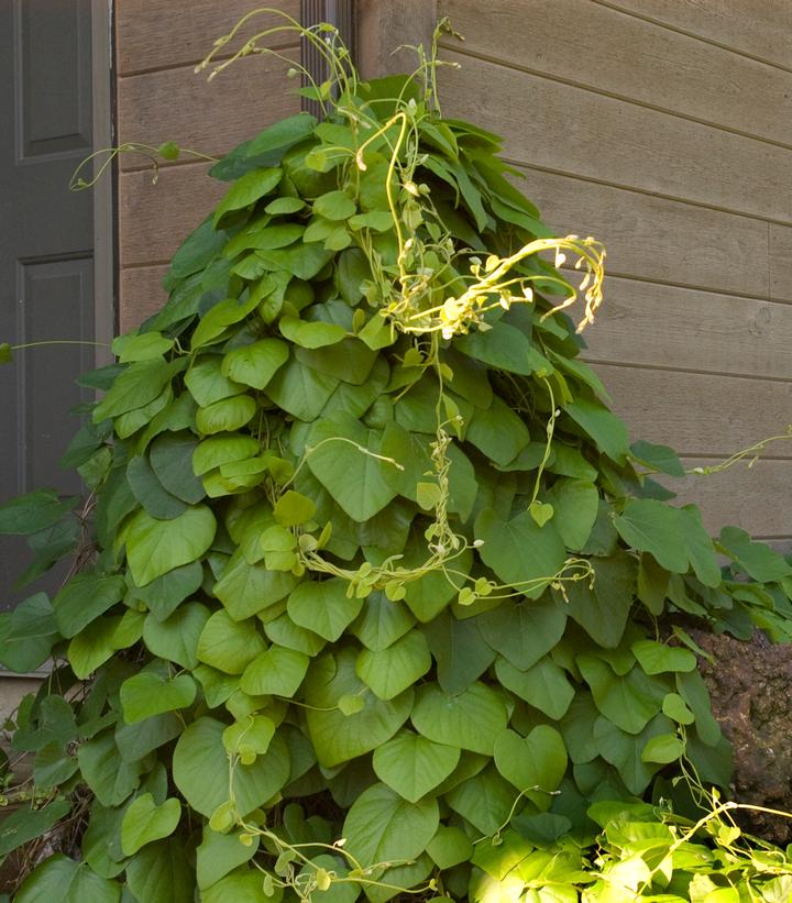 Dutchman's Pipe Vine