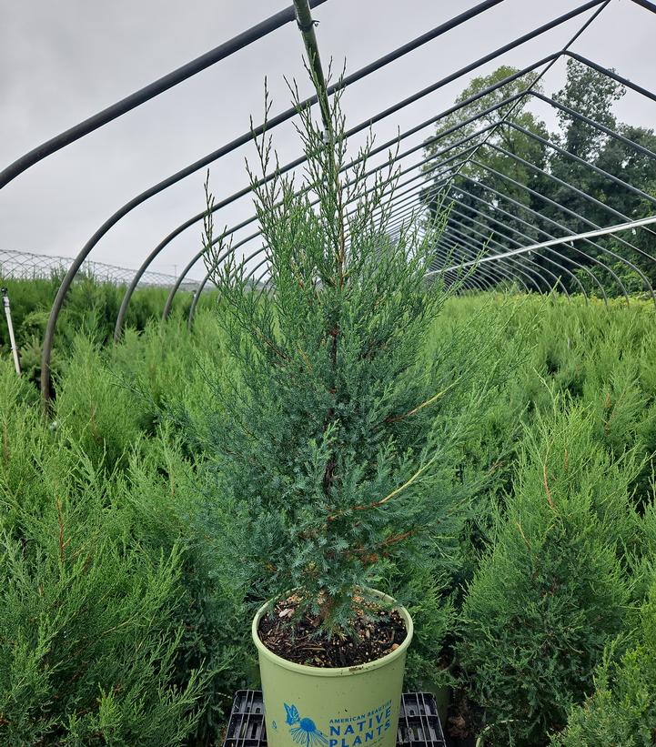 Eastern Red Cedar (Juniperus Virginiana)