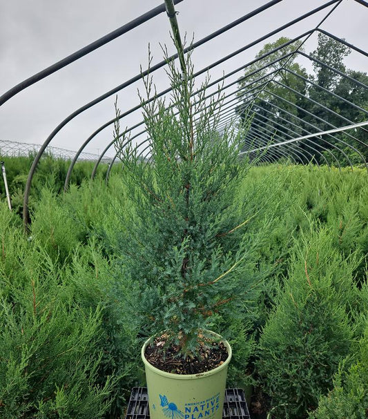 Eastern Red Cedar (Juniperus Virginiana)