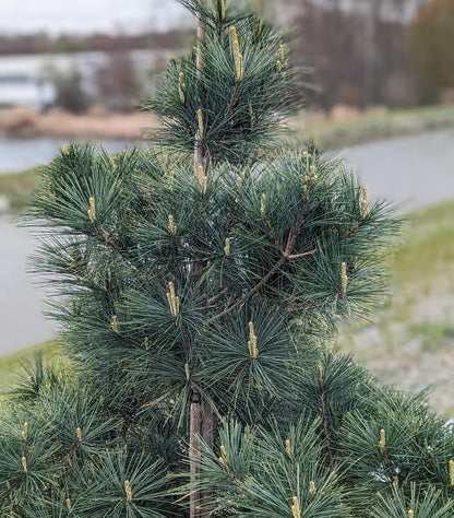 Eastern White Pine (Pinus Strobus)