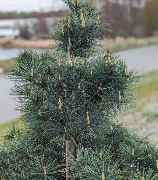 Eastern White Pine (Pinus Strobus)