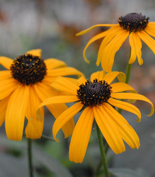 Fulgida Native Black-Eyed Susan