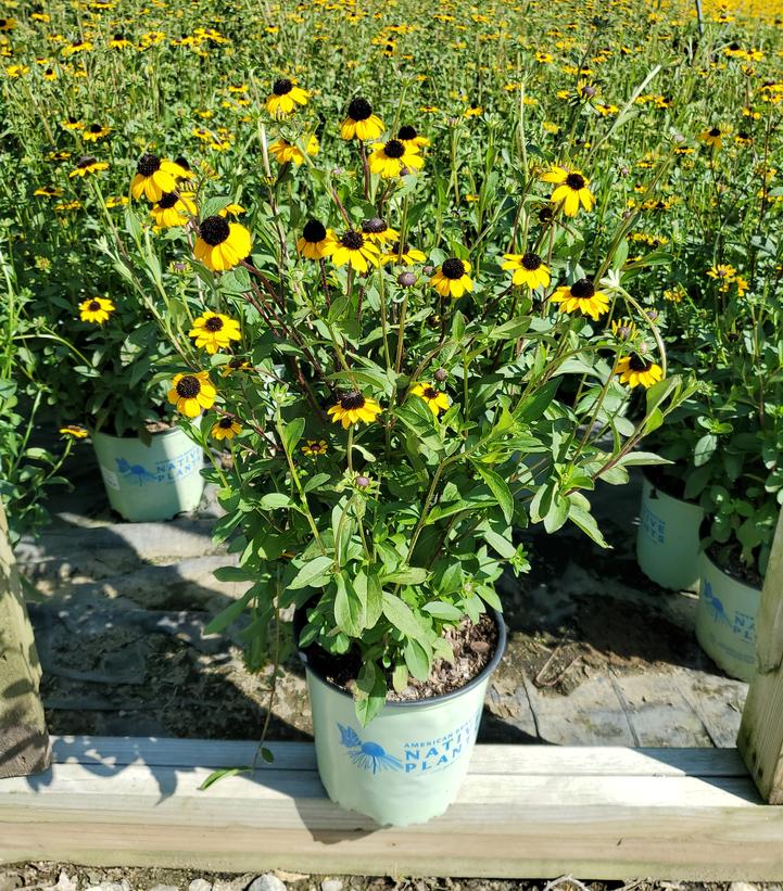 Fulgida Native Black-Eyed Susan