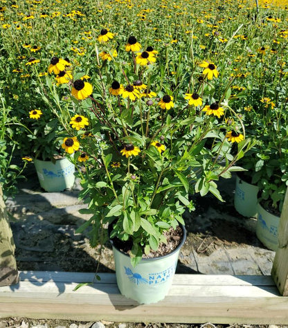 Fulgida Native Black-Eyed Susan