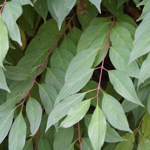 Huron Gray Dogwood