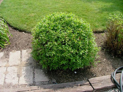 Huron Gray Dogwood