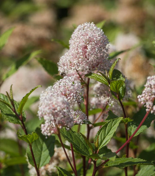 New Jersey Tea Plant