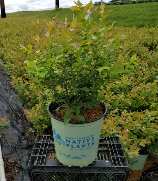 Northland Highbush Blueberry Bush