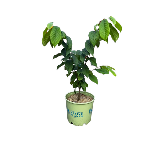 PawPaw Tree