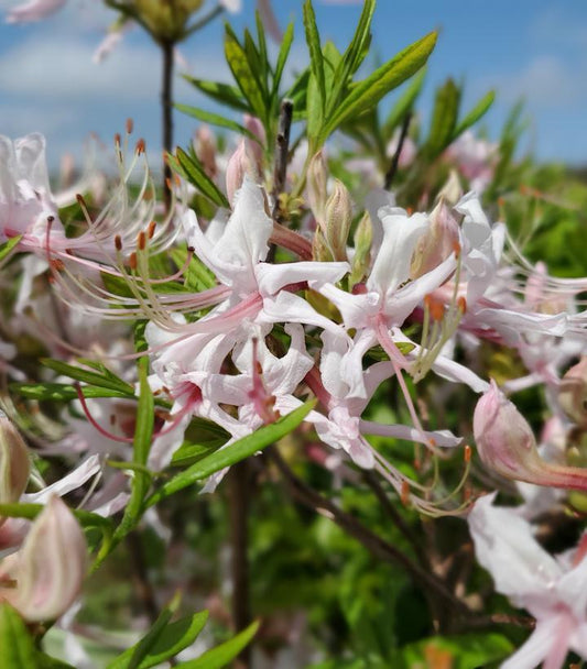 Pinxterbloom Azalea