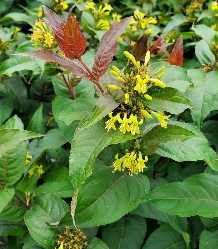 Low Bush Honeysuckle - 'Ru-Bee Wren'