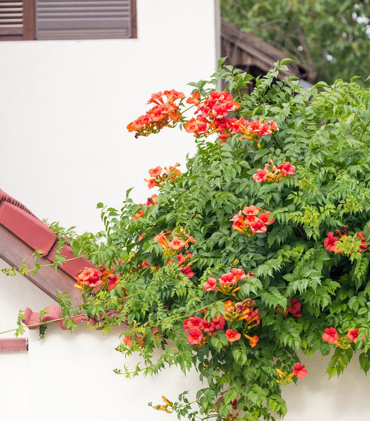 Native Trumpet Vine Plant