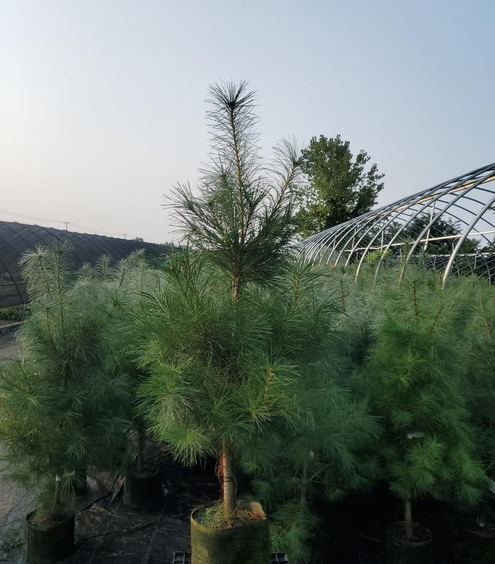 Eastern White Pine (Pinus Strobus)
