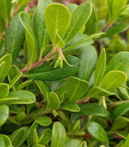 Massachusetts Kinnikinnick Bearberry